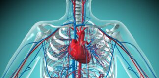 Prirodni nacini za poboljsanje cirkulacije: kljuc za zdravu kozu, vise energije i bolju funkciju tijela